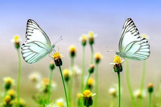 mariposas-primavera-ferratum_1